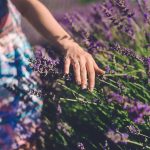 A Landscape Designer observes a Field of Lavender
