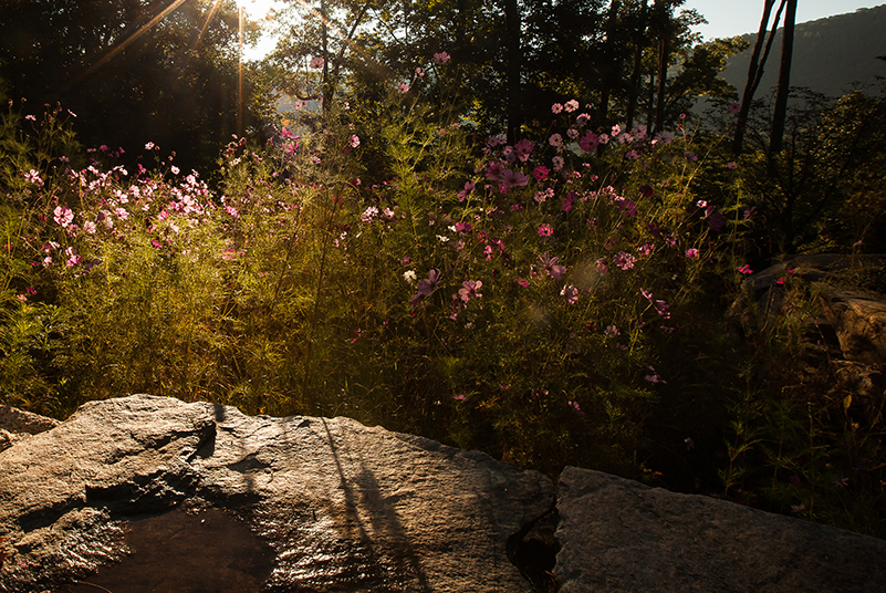 A sunny rock adorned with blooming spring wilf flowers
