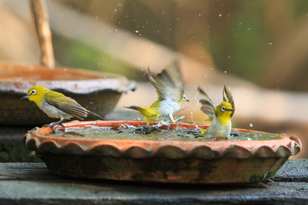 Birds enjoying a bird bath in Spring
