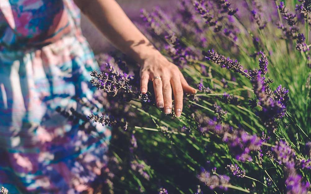 A Landscape Designer observes a Field of Lavender